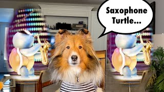 quotA Saxophone Turtle Now were Talkingquot 🎷🐶💕a Biscuit Talky on Cricket quotthe sheltiequot Chronicles e329 [upl. by Nuarb]