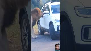 Viralvideo krugersightings animals lion kruger krugernationalpark safari automobile wildlife [upl. by Ariel]