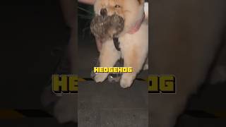 Hedgehog rescued from dog’s mouth animals pets cute healing funny shorts shortvideo [upl. by Yarw]