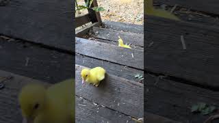 Cute Muscovy ducklings climbing stairs for the first time intrepid duckling [upl. by Panta]