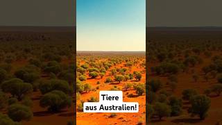 Bekannte Tiere aus Ausstralien tiere shorts facts fakten newvideo wildlife wissen australia [upl. by Nitsirt]