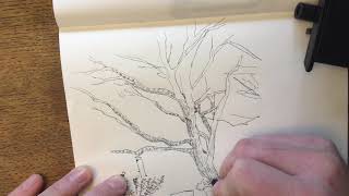 006 Magnolia Tree  Camera Lucida Drawing  Music [upl. by Conrad]