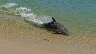 Hydroplaning Dolphins  Planet Earth  BBC Earth [upl. by Nehgem]