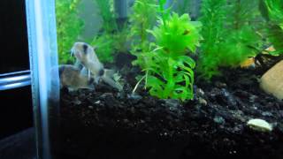 Panda and Habrosus Salt and Pepper cory cats [upl. by Aikam306]