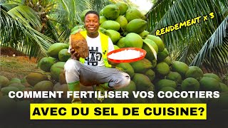 Comment fertiliser vos cocotiers avec du sel de cuisine [upl. by Noni]