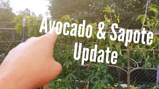 Avocado amp Sapote Update 022815 High Density Espalier Gardener [upl. by Kronfeld]