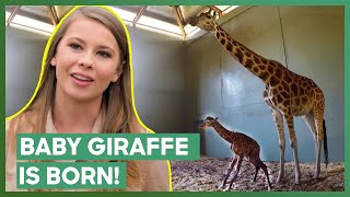 Australia Zoo Welcomes A Baby Giraffe  Crikey Its The Irwins [upl. by Dviad49]