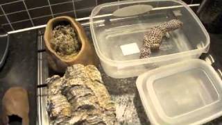 How to make a Leopard Gecko Laying Box [upl. by Yrehcaz]