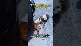 straydog viralvideo lonelydog lovememode spayandneuter abandoned rescue dogtok savepuppy [upl. by Arraeis550]