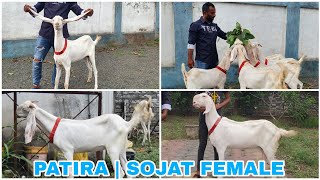 AGWAN GOAT FARM SURAT  PATIRA SOJAT FEMALE AVAILABLE  CONTACT ANJUM BHAI [upl. by Enilekaj370]