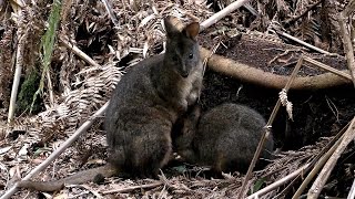 Tasmanian Pademelons Wallabies at Fern Glade [upl. by Lukasz]