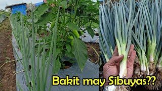 How to growPaano Magtanim ng Sibuyas dahon Why I grow Bunching Onions alongside to my main crop [upl. by Rojas]