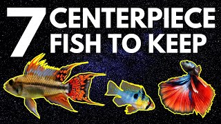 Top 7 Centerpiece Fish for Your Small to Medium Sized Community Aquarium [upl. by Sacksen]