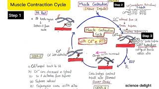 Muscle Contraction Cycle with the help of calcium and ATP [upl. by Nolad889]