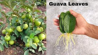 How to grow guava trees from guava leaves  With 100 Success [upl. by Rawna]