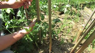 Staking Large Indeterminate Tomatoes A 3 Stake Method  The Rusted Garden 2013 [upl. by Akihsar]