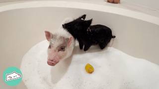 Mini Pig Rules House Until Giant Brother Comes Along  Cuddle Buddies [upl. by Mir]