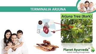 Terminalia Arjuna For Heart Problems  Best Herbal Remedy [upl. by Trela20]