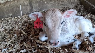 Planting Soybeans Feeding Brown Swiss Calves and Chisel Plowing [upl. by Metzgar114]