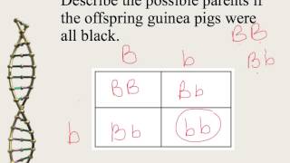 Mendelian Genetics and Punnett Squares [upl. by Aihc]