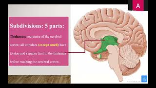 10 Diencephalon amp third ventricle updated [upl. by Tressia]