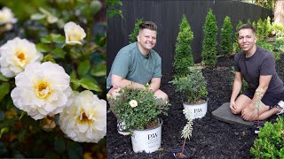 Planting Italian Ice Roses and Silver Swan Euphorbia  Gardener in Love [upl. by Alithea]