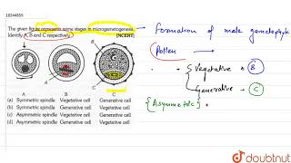 The given figure represents some stages in microgametogenesis identify A B and C respectively [upl. by Aenit]