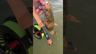 Flattie On The Fly  flyfishing catfishing [upl. by Garvy]