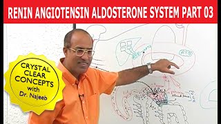 Renin Angiotensin Aldosterone System  RAAS Part 3👨‍⚕️ [upl. by Ahsiekit110]