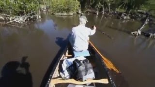 Man screams as faced with crocodiles in Florida Everglades [upl. by Dazhehs]