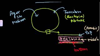 Pour plate method of bacterial culture [upl. by Zink]