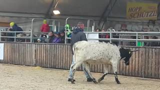 Peter Kuster mit Texas Longhorn Rinder an der Olma St Gallen [upl. by Crosby]