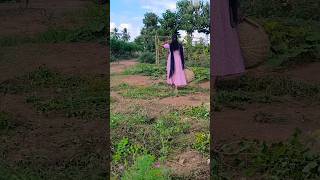 காய் பறிக்க கிளம்பியாச்சு song music  Sasi organicfarming [upl. by Vinita]