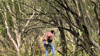 Deer Dogs Baying Up Big South Texas Buck [upl. by Garold292]