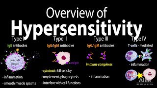 Hypersensitivity Overview of the 4 Types Animation [upl. by Elaine]