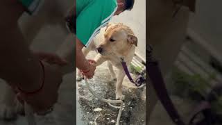 Khule m mt nhlaya kro funny doglover labrador max [upl. by Skerl716]