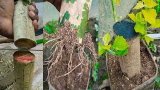 How To Grow Gamari Tree From Cutting Of Branches  Gamari Wood 🪵 [upl. by Clive]