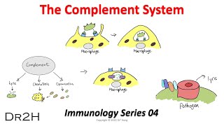 Dr Hongs Immunology Lecture 04 The Complement System [upl. by Mercy]