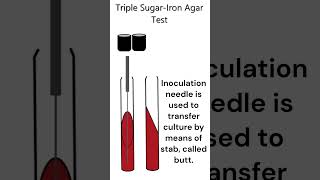 Triple SugarIron Agar Test microbiology test [upl. by Mintun]