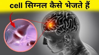 सेल एक दूसरे को सिग्नल कैसे भेजते हैं  cell signaling in hindi [upl. by Ydnil]