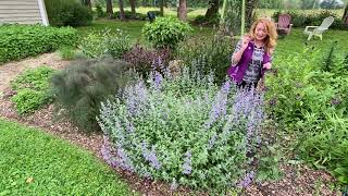 Take a Walk with Tavia 19  Walker’s Low Catmint [upl. by Eimerej139]