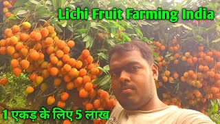 Litchi Fruit Farming India Lichi Fruit benefits Lichi Fruit production [upl. by Eelyme]