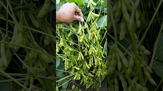 Soybean variety 🌱RVSM 1135 Soybean ki kheti 🧑‍🌾सोयाबीन की खेती 1135 short farming RVSM [upl. by Garner517]