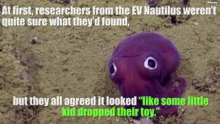 Researchers find adorable googlyeyed squid [upl. by Witt]