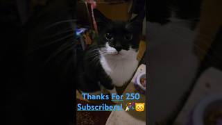 Marcie Gets A Special Treat For 250 Subscribers 😸🎉 [upl. by Regdor]