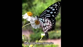 Butterfly life cycleplants zoology Entomology gardening plantscience biology [upl. by Ecilahc736]