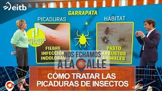 Cómo tratar las picaduras de garrapatas avispas hormigas arañas y pulgas [upl. by Nitsirt]