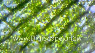 Chloroplast of Egeria Densa moves in cytoplasm 水蘊草葉綠體在細胞質中移動的畫面 [upl. by Fujio364]