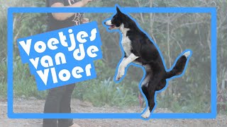 Hondentrucjes  Hoe leer je je hond recht in de lucht springen [upl. by Ainolopa]