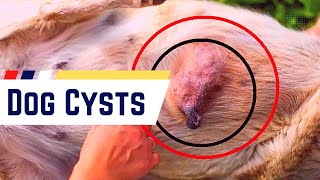 Unveiling the Mystery of Dog Cysts Causes Treatment amp Care 2023 [upl. by Harleigh786]